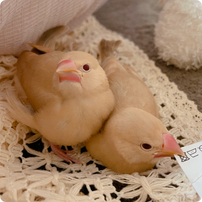 シナモン文鳥の雛